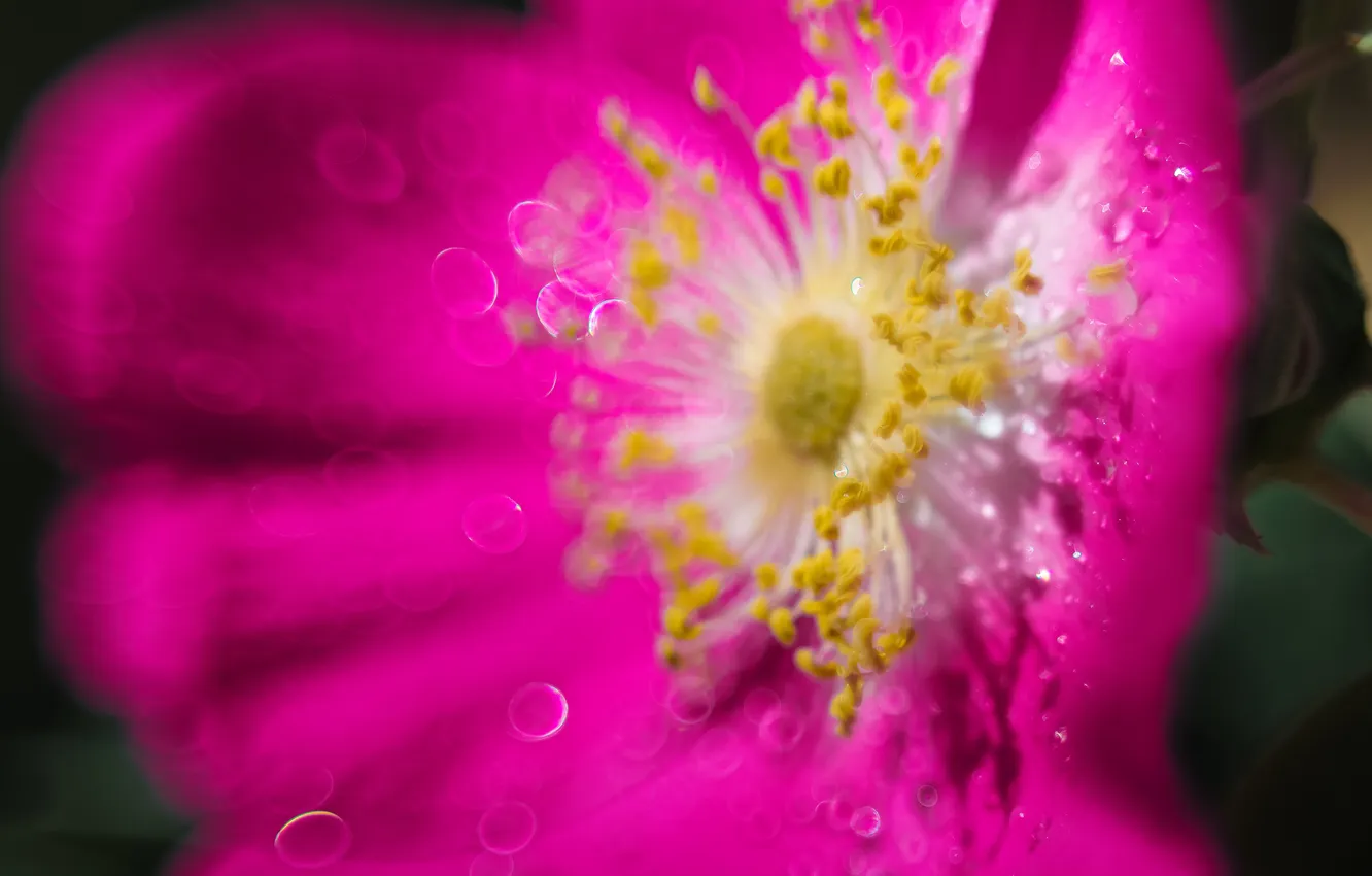 Photo wallpaper flowers, Rosa, briar