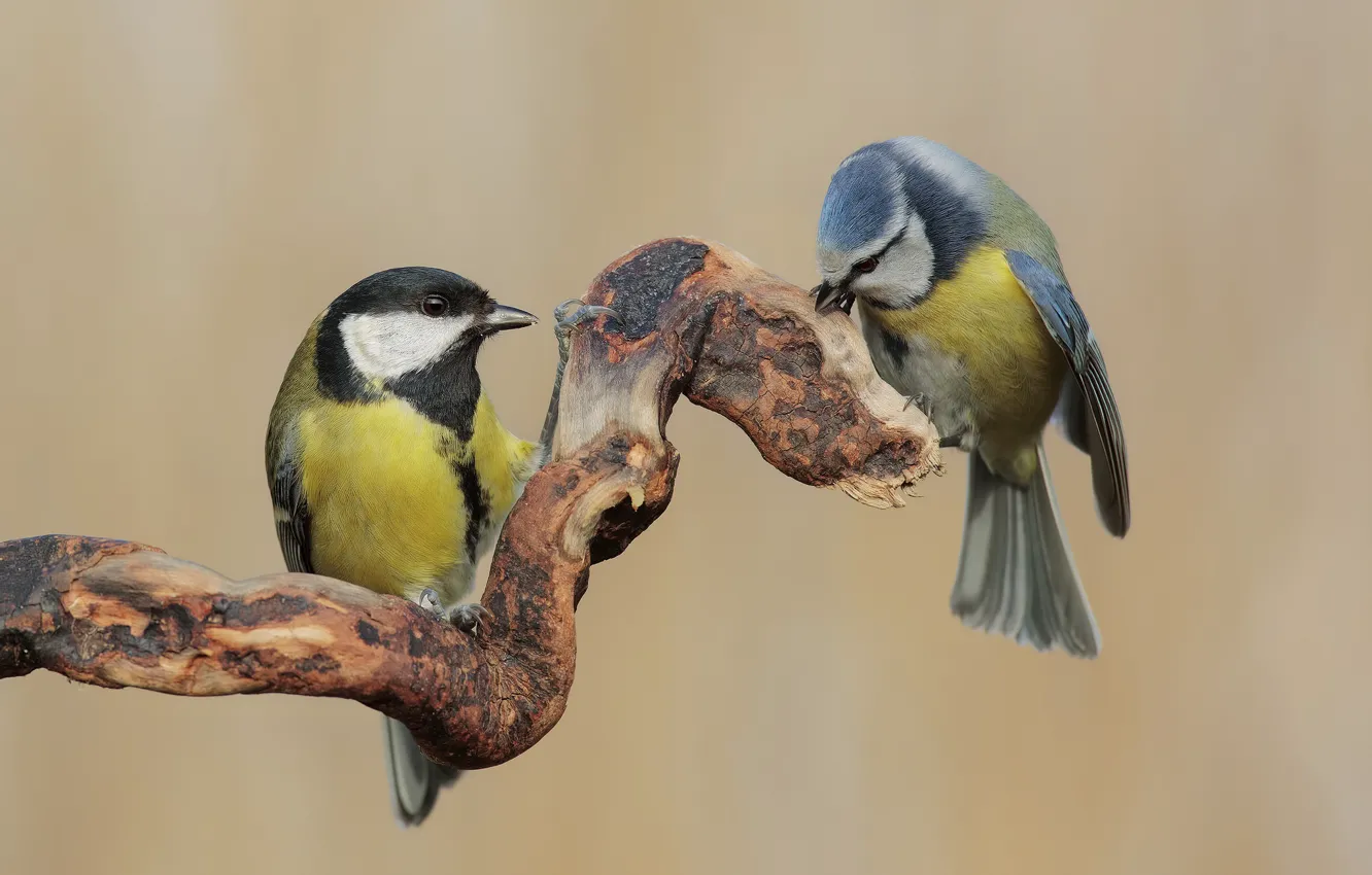 Photo wallpaper branches, pair, tit