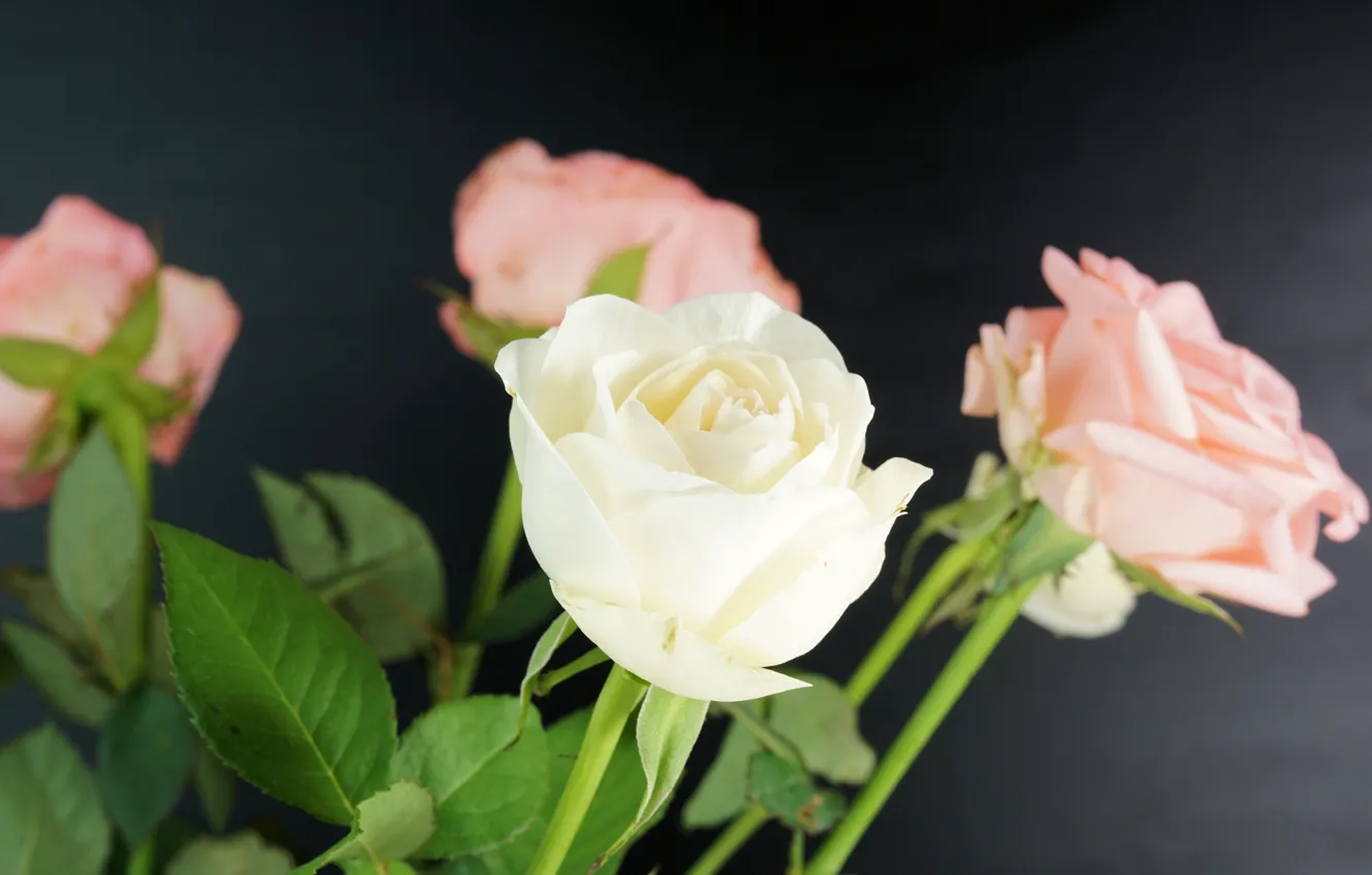 Photo wallpaper flowers, roses, bouquet, pink, white, buds
