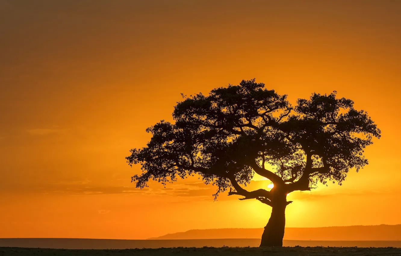 Photo wallpaper trees, sunset, Africa