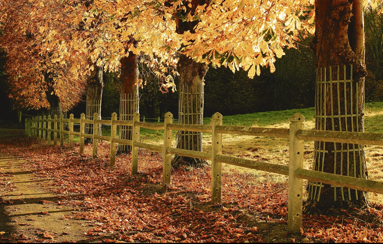 Photo wallpaper autumn, Park, foliage, track, trees, park, Autumn, leaves