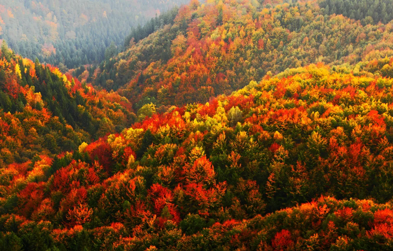 Photo wallpaper Mountains, Autumn, Trees, Forest, Autumn, Forest, Czech Republic, Czech Republic