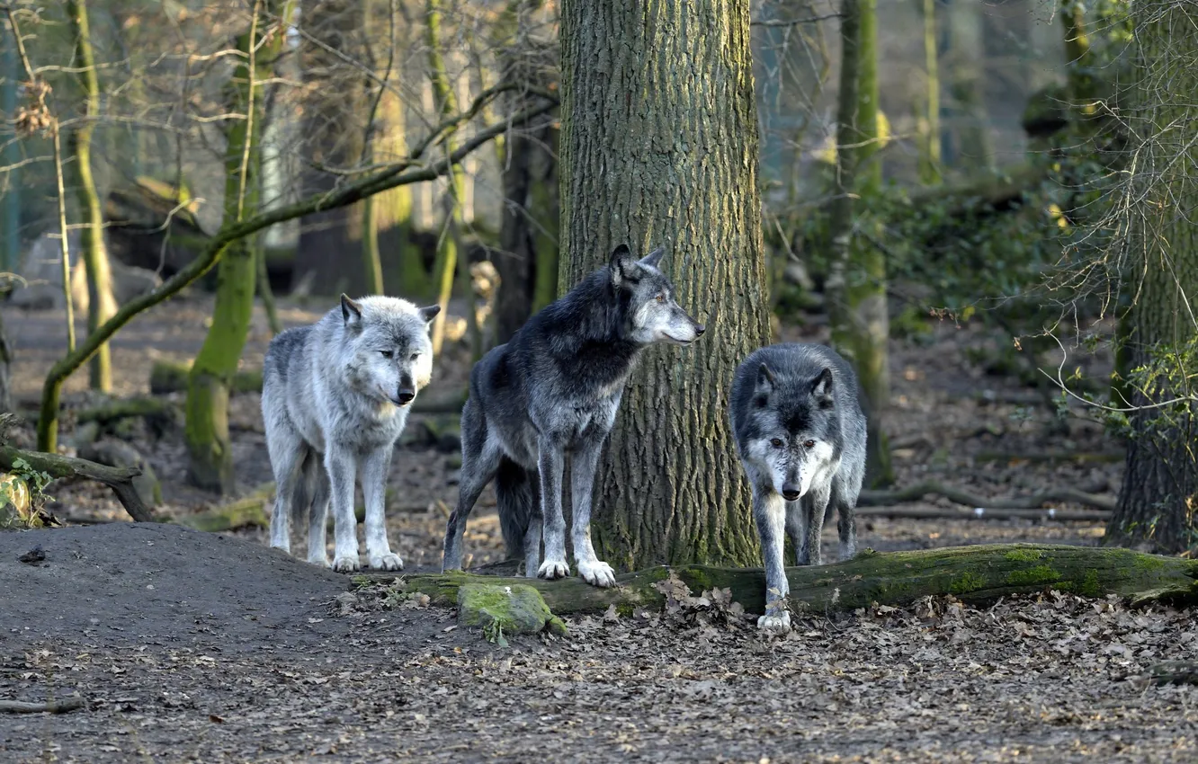 Photo wallpaper forest, trees, wolf, pack, trunk, trio