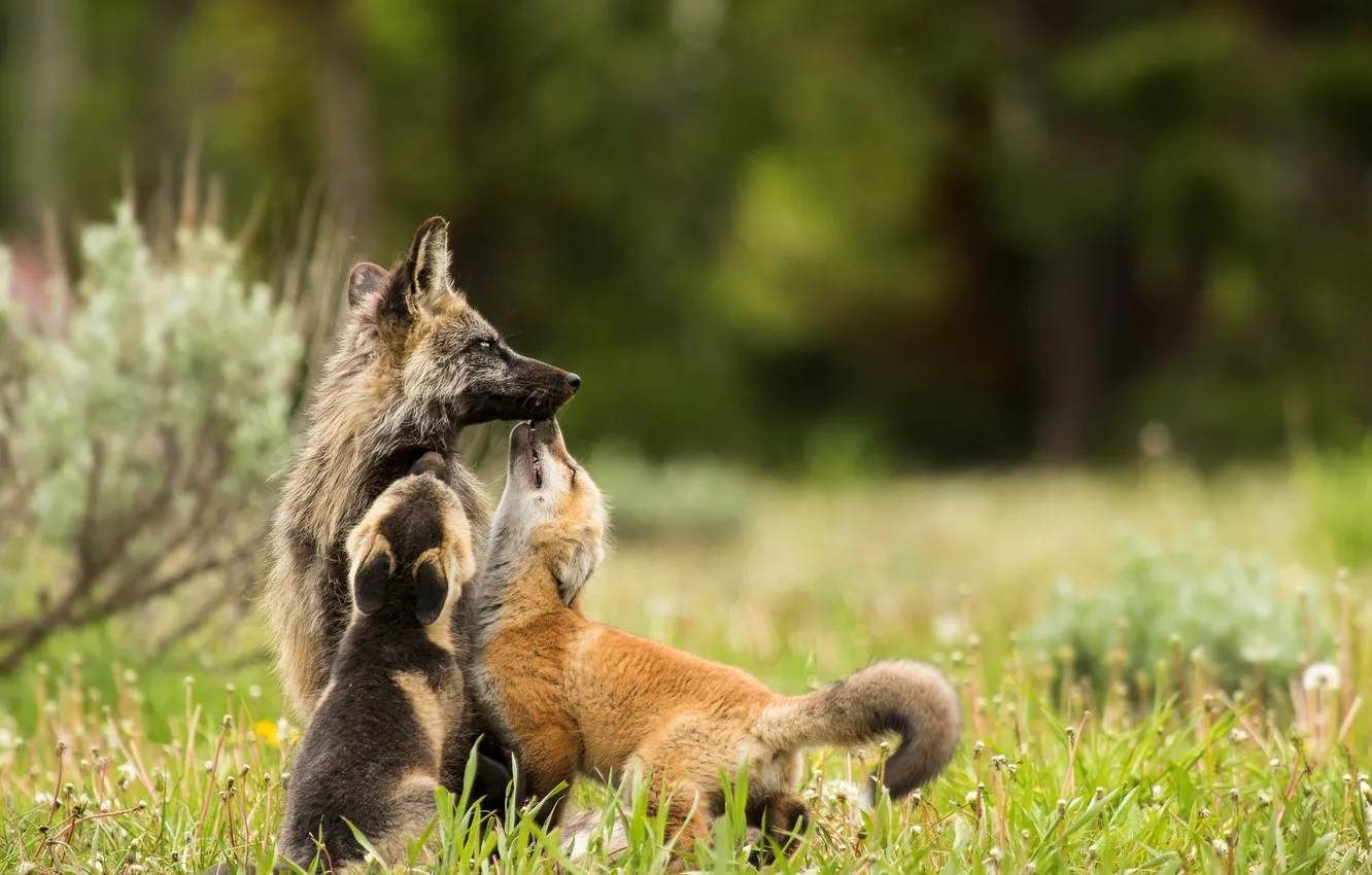 Photo wallpaper nature, background, Fox