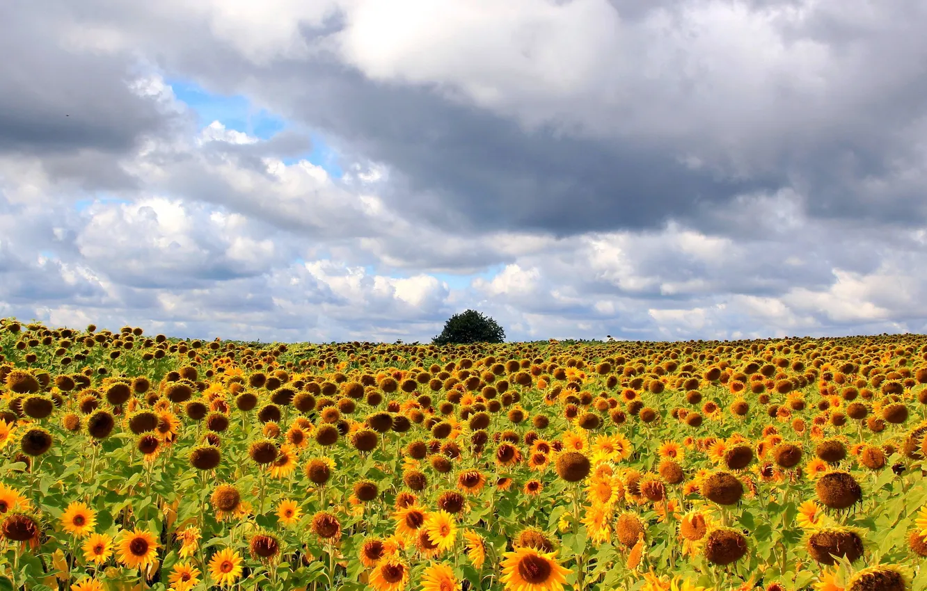 Photo wallpaper field, sunflowers, landscape