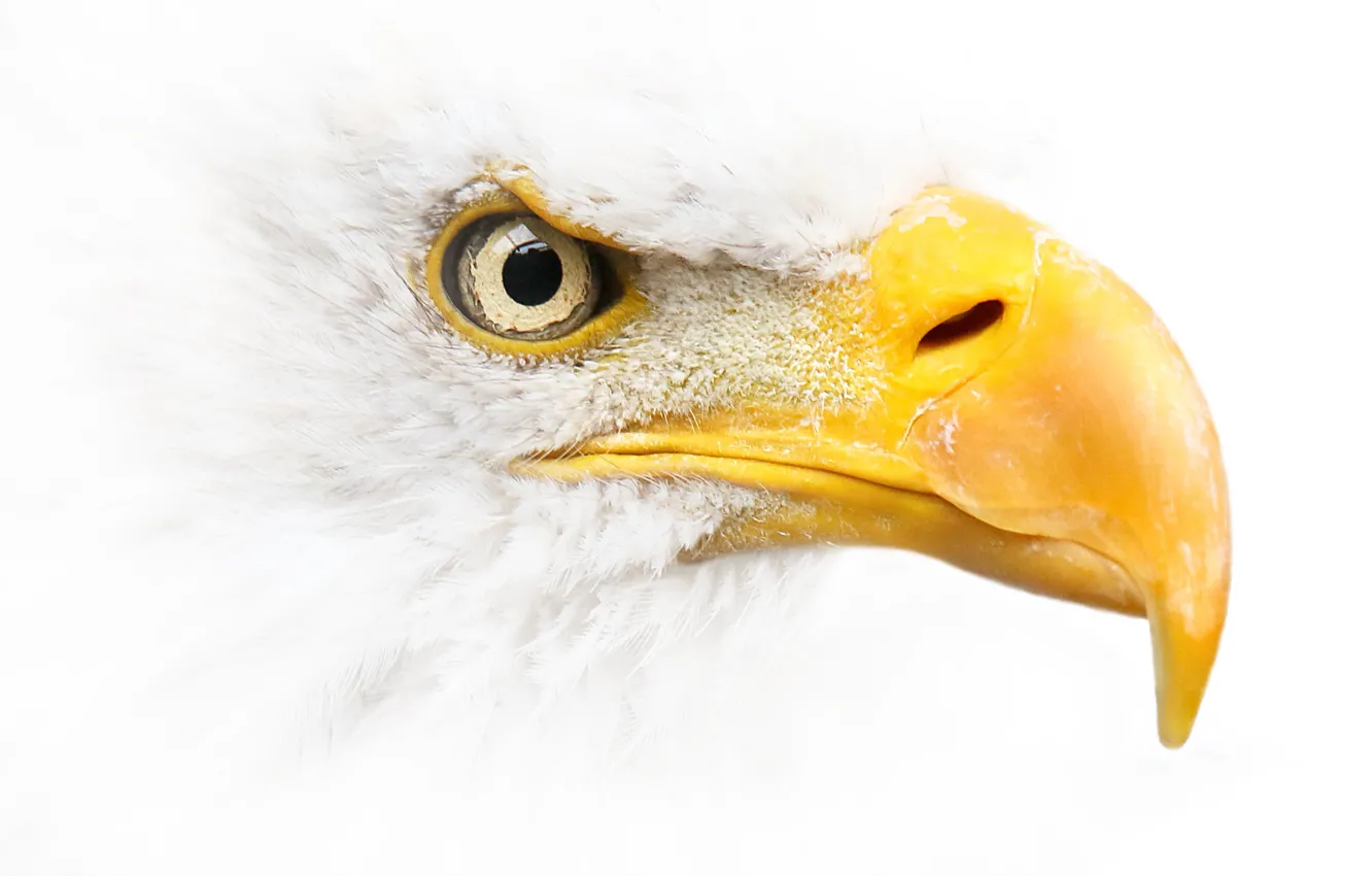 Photo wallpaper nature, bird, Bald eagle