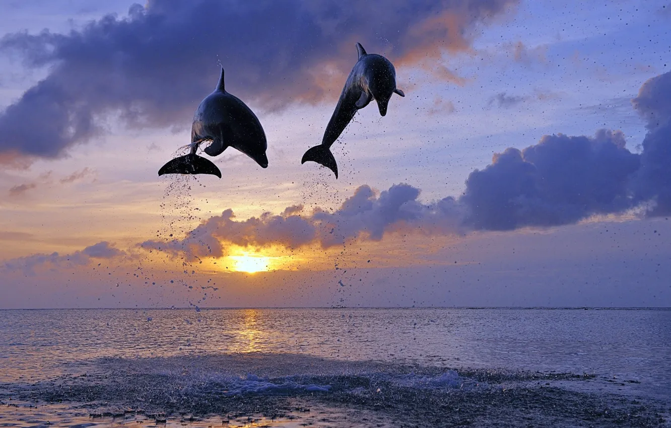 Photo wallpaper sea, the sun, jump, dolphins