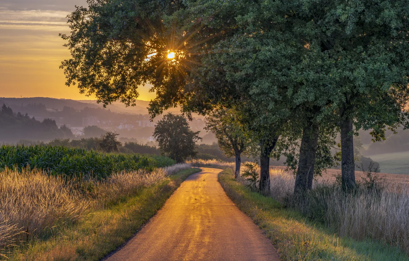 Photo wallpaper road, summer, grass, the sun, rays, light, trees, sunset