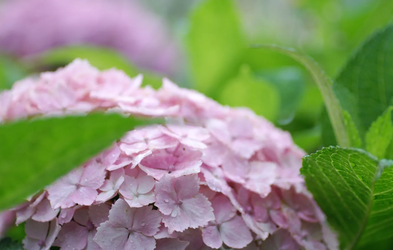Photo wallpaper leaves, pink, hydrangea, inflorescence