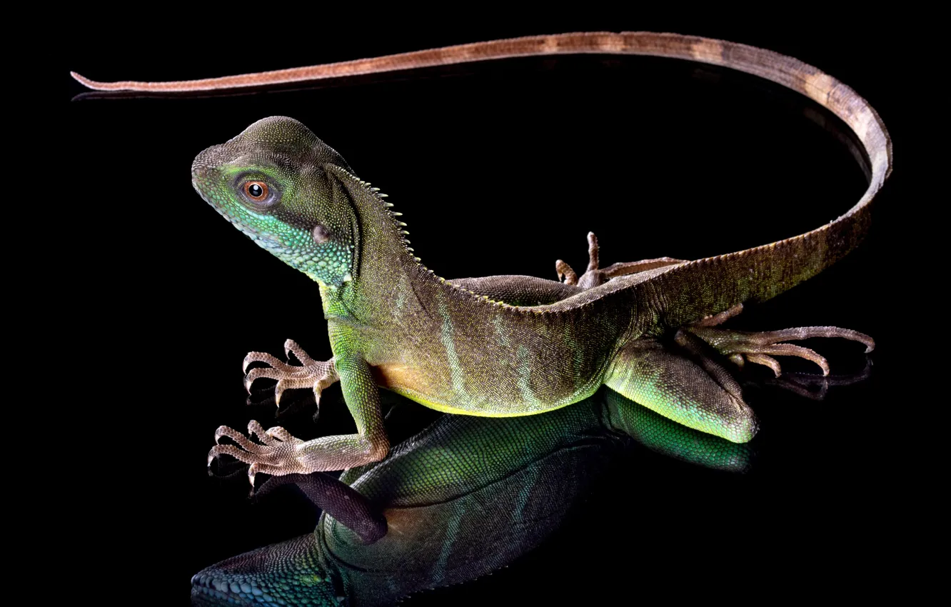 Photo wallpaper legs, lizard, tail