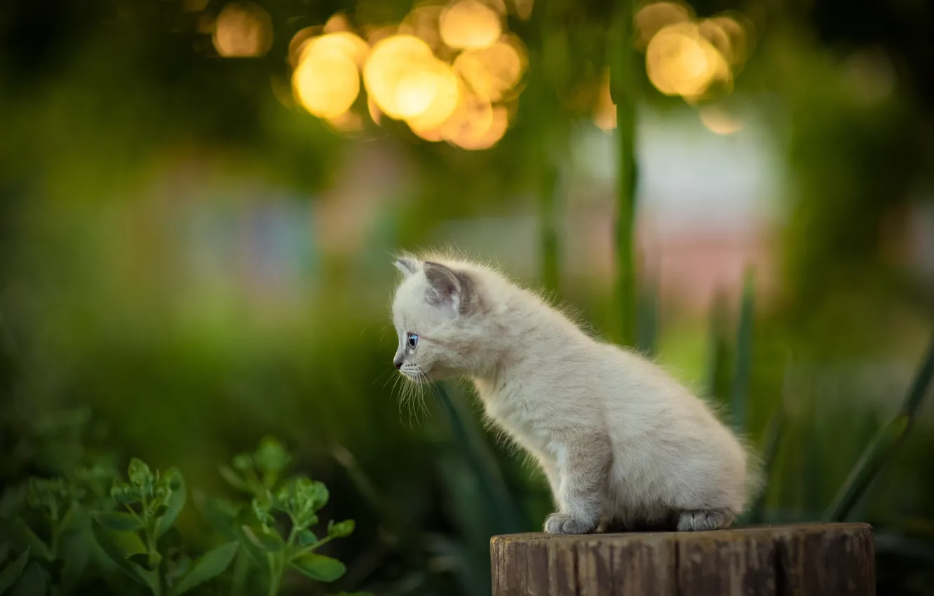 Photo wallpaper white, glare, stump, blur, baby, kitty, deck, Yuriy Korotun
