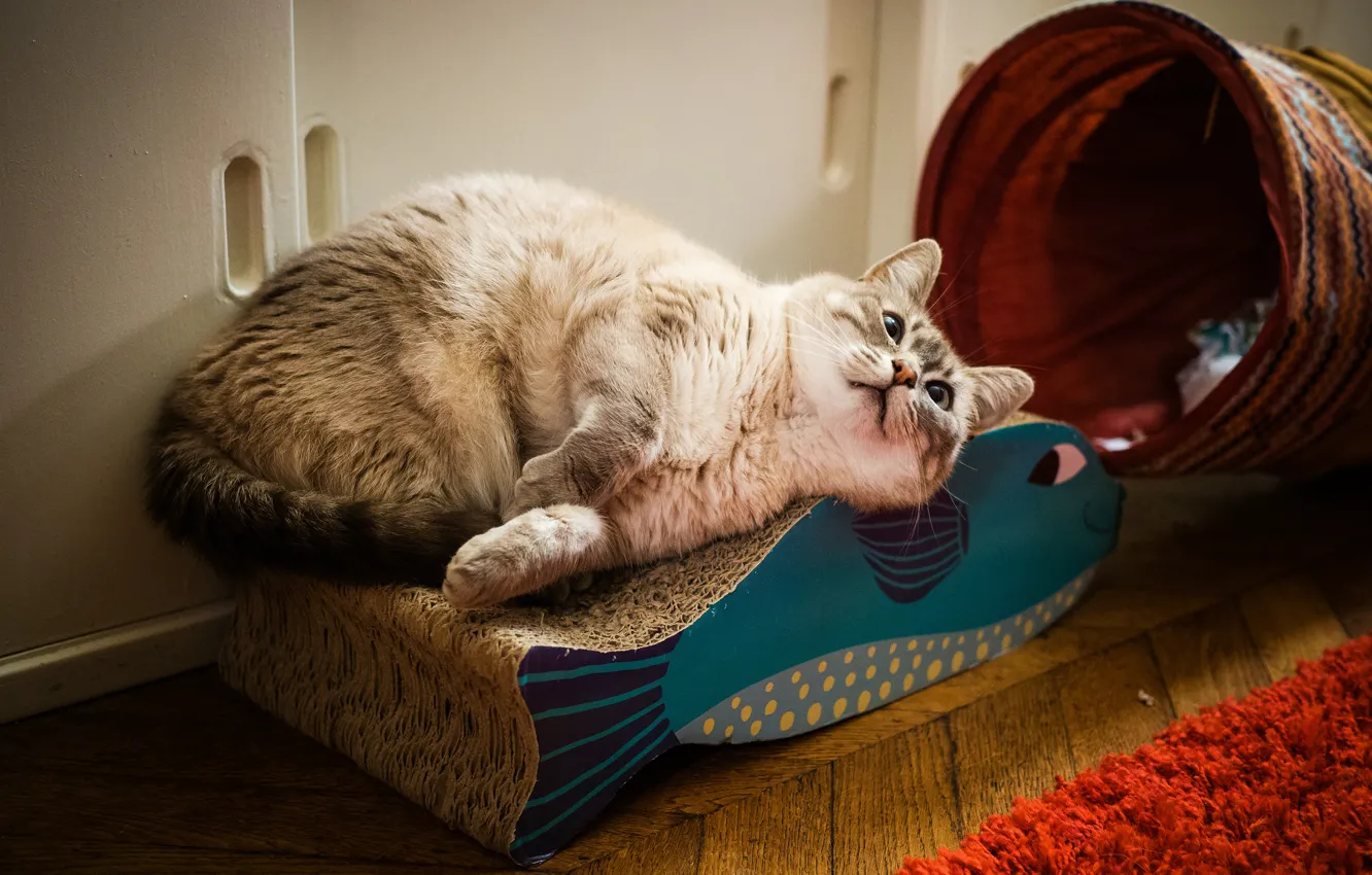 Photo wallpaper cat, cat, pose, room, basket, home, fish, bench