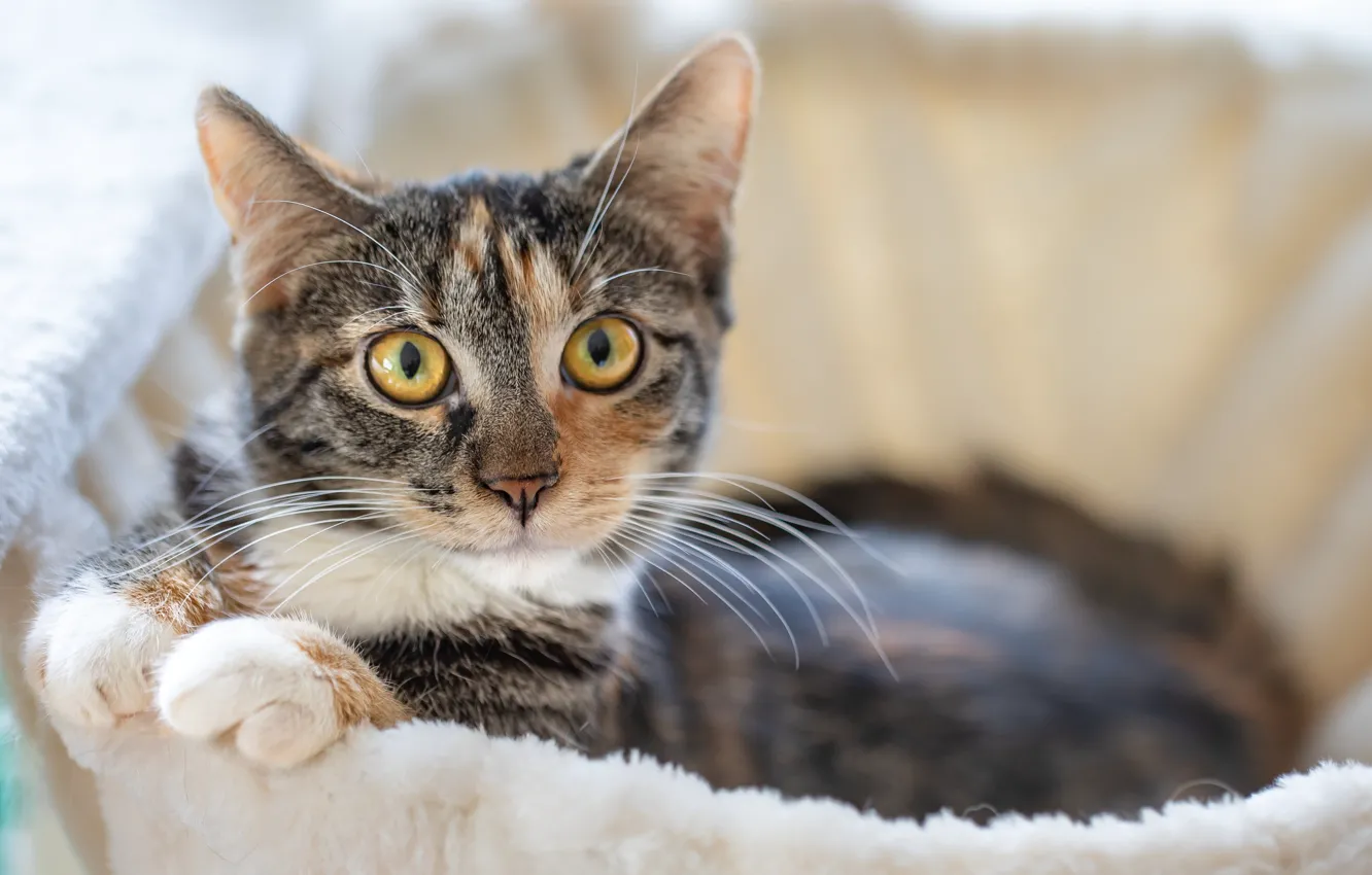 Photo wallpaper cat, cat, look, face, lies, bokeh, spotted, bench