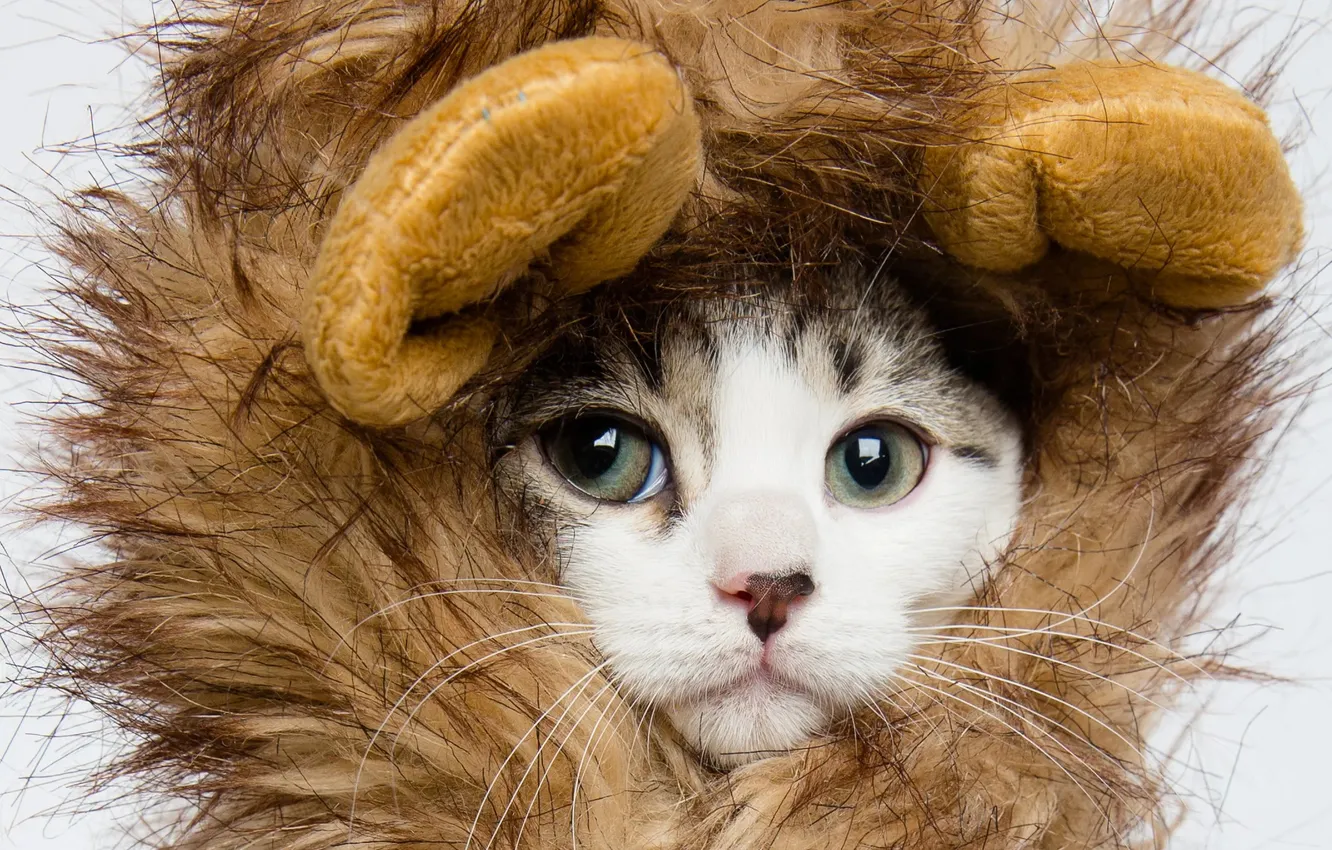 Photo wallpaper cat, white, look, pose, portrait, Leo, mane, outfit