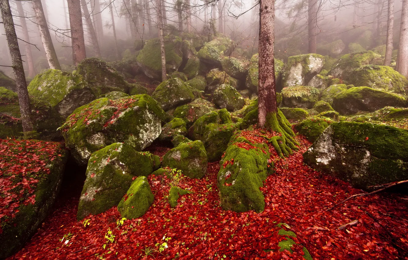 Photo wallpaper autumn, forest, nature, fog, stones