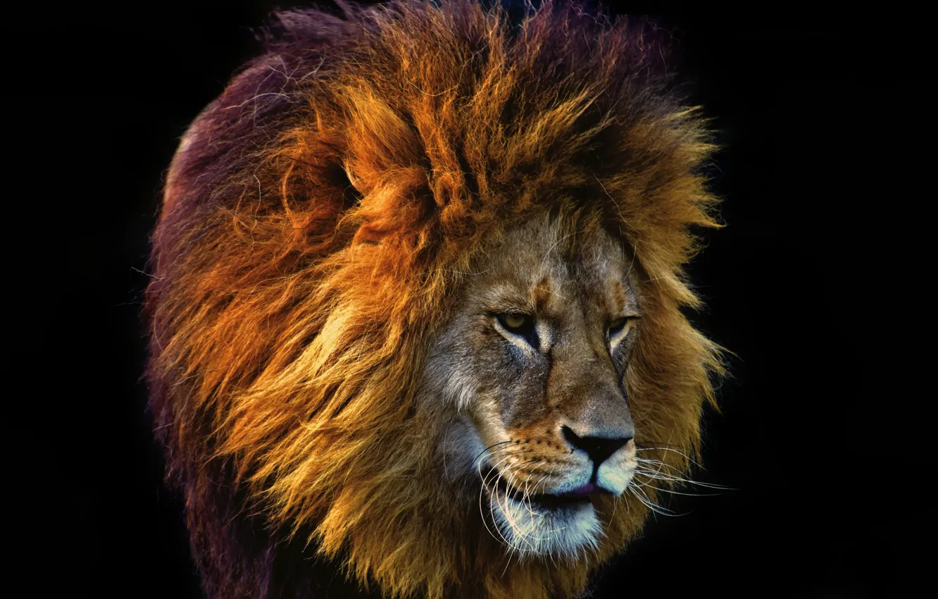 Photo wallpaper cat, predator, Leo, mane