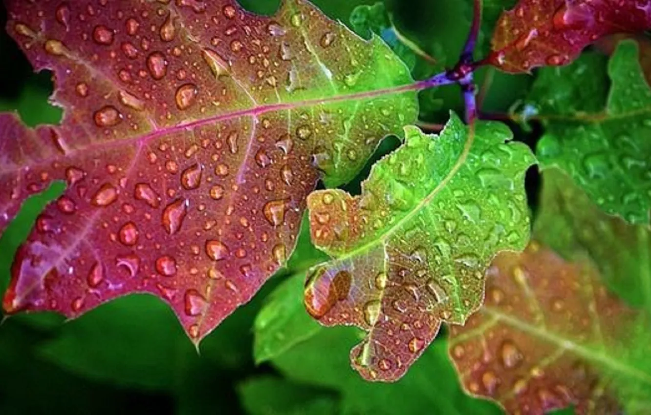 Photo wallpaper autumn leaves, Oak leaves, drops