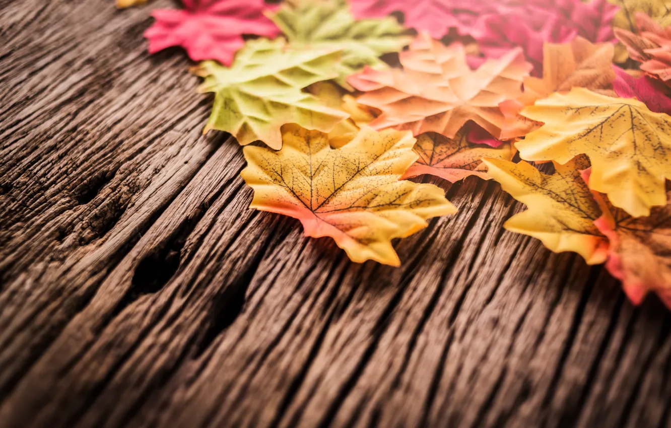 Photo wallpaper autumn, leaves, background, tree, wood, background, autumn, leaves
