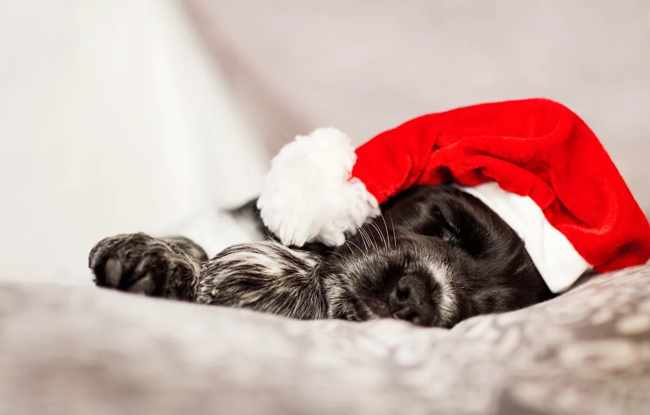 Photo wallpaper face, holiday, new year, sleep, portrait, dog, paws, Christmas