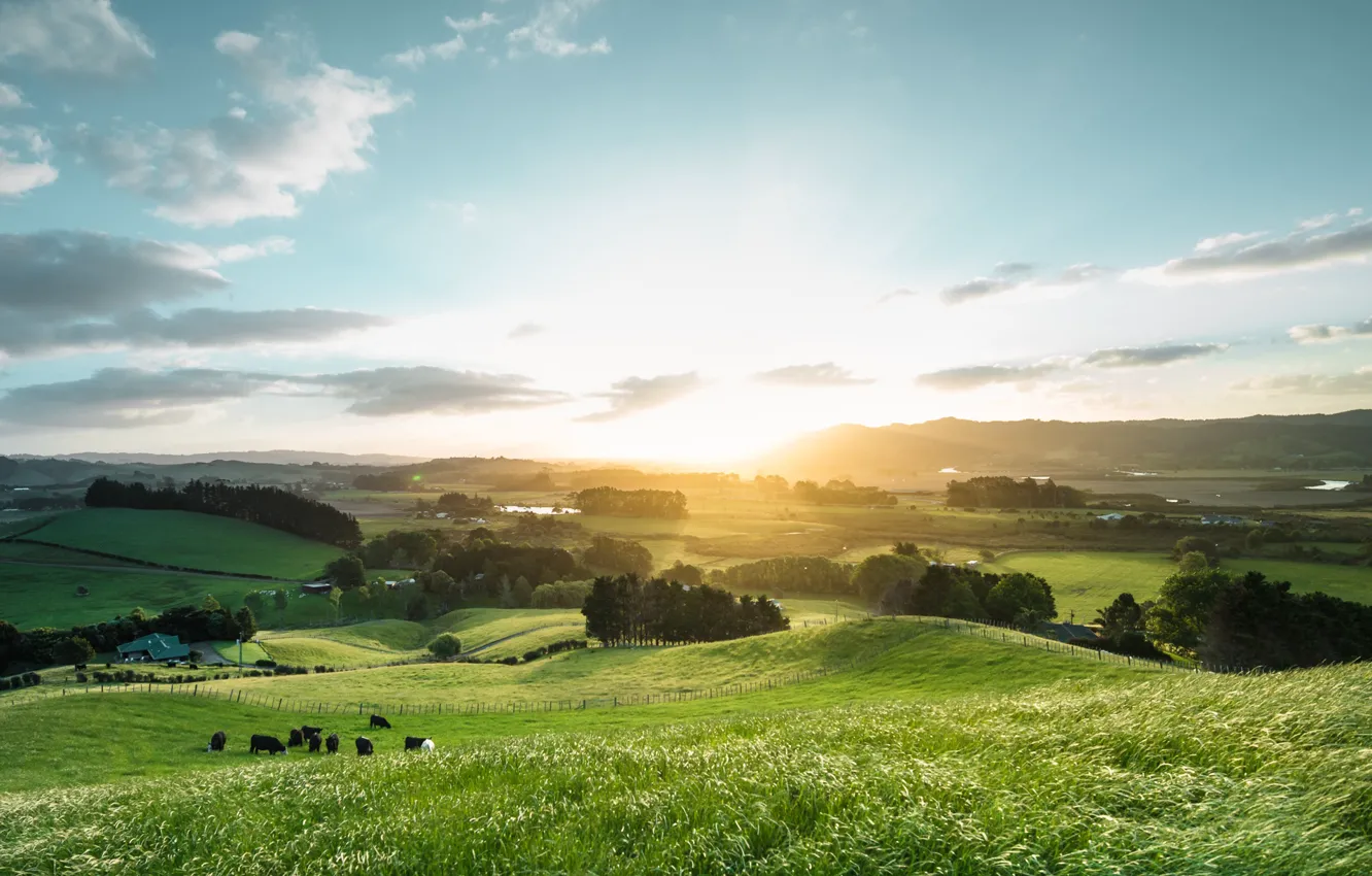 Photo wallpaper field, summer, the sky, light, cows, New Zealand