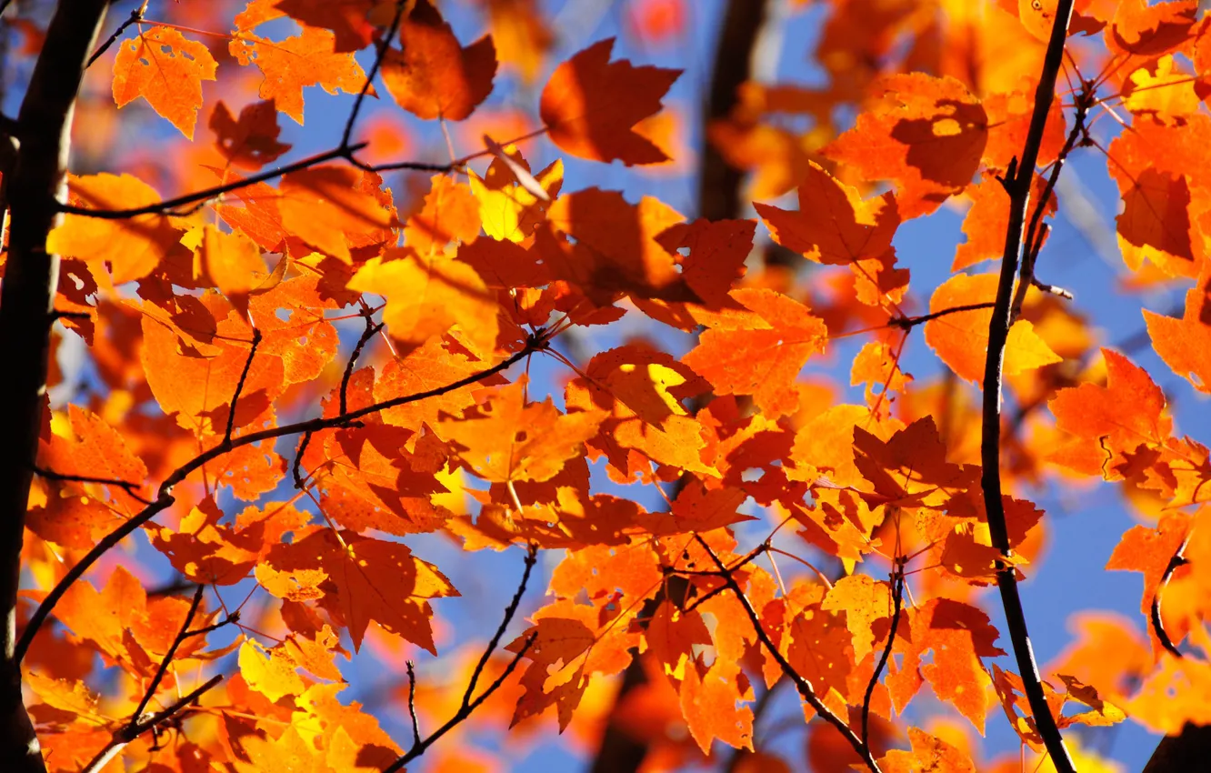 Photo wallpaper autumn, the sky, leaves