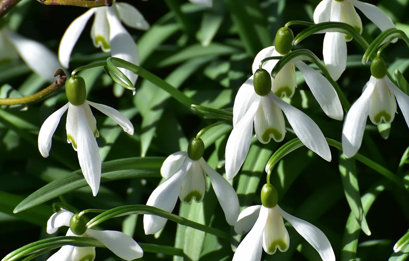 Photo wallpaper macro, flowers, nature, spring, snowdrops