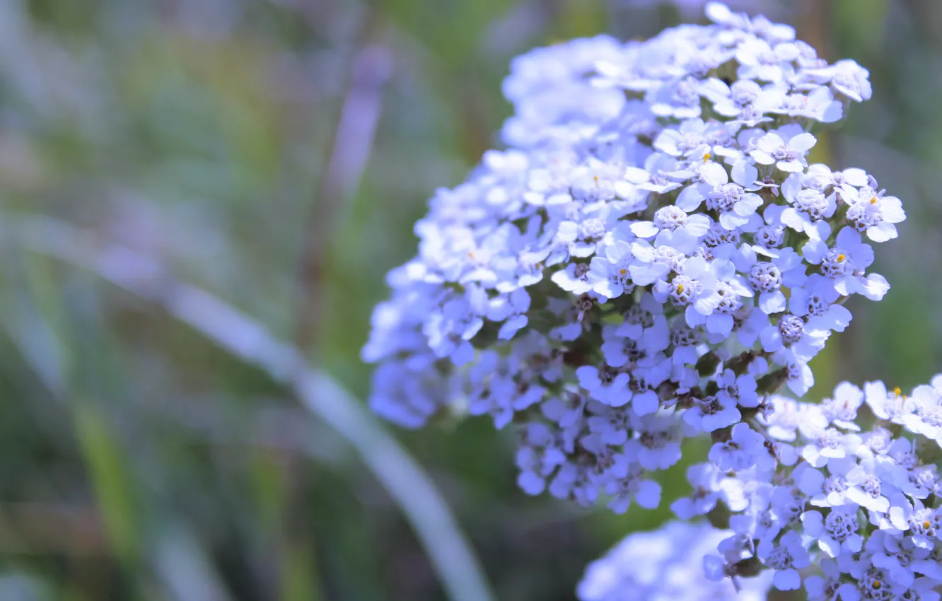 Photo wallpaper summer, plant, July, yarrow, 2016