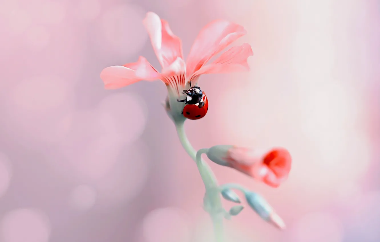 Photo wallpaper flower, macro, nature, ladybug, beetle, buds, bokeh, Rina Barbieri