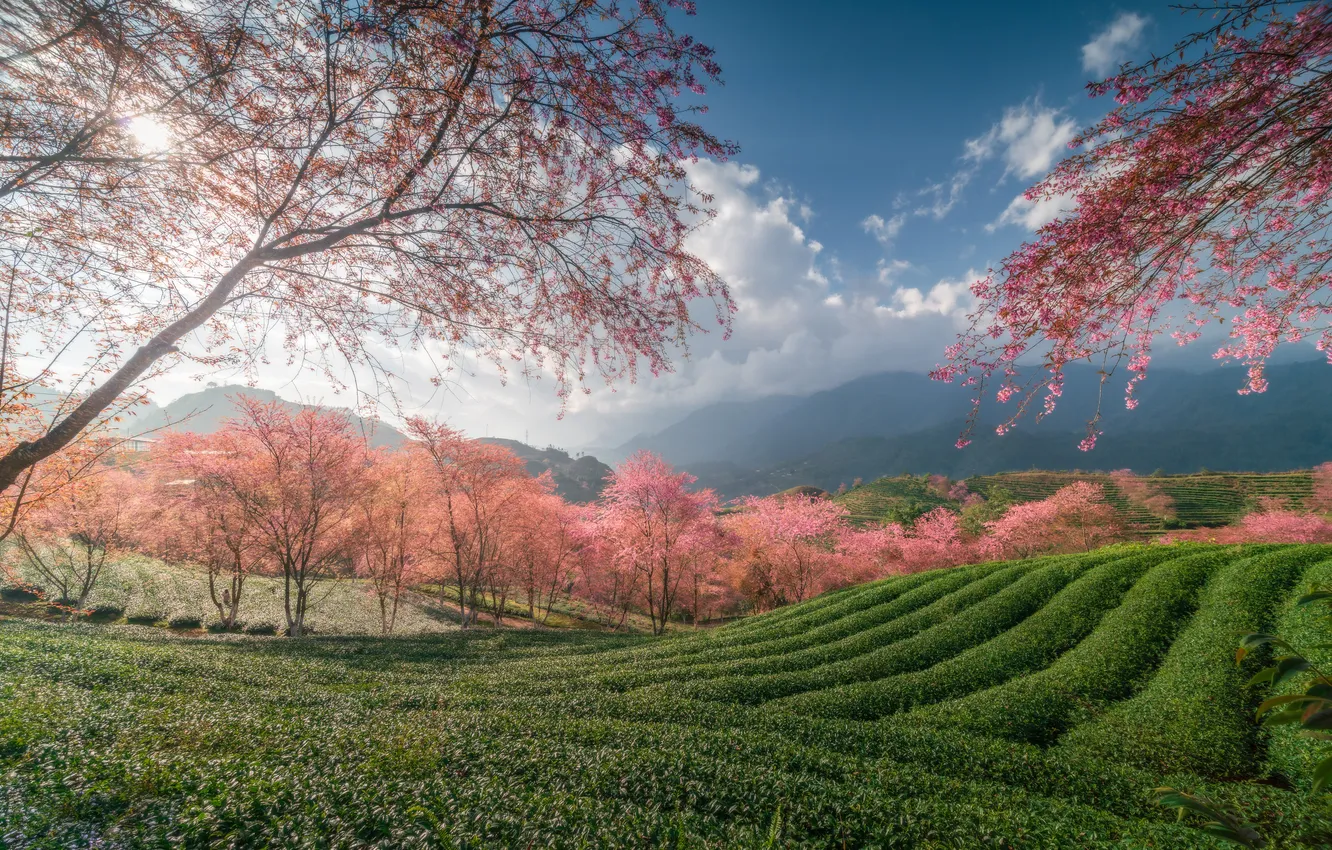 Photo wallpaper trees, Sakura, Vietnam, Vietnam, tea plantation, Sapa, SaPa