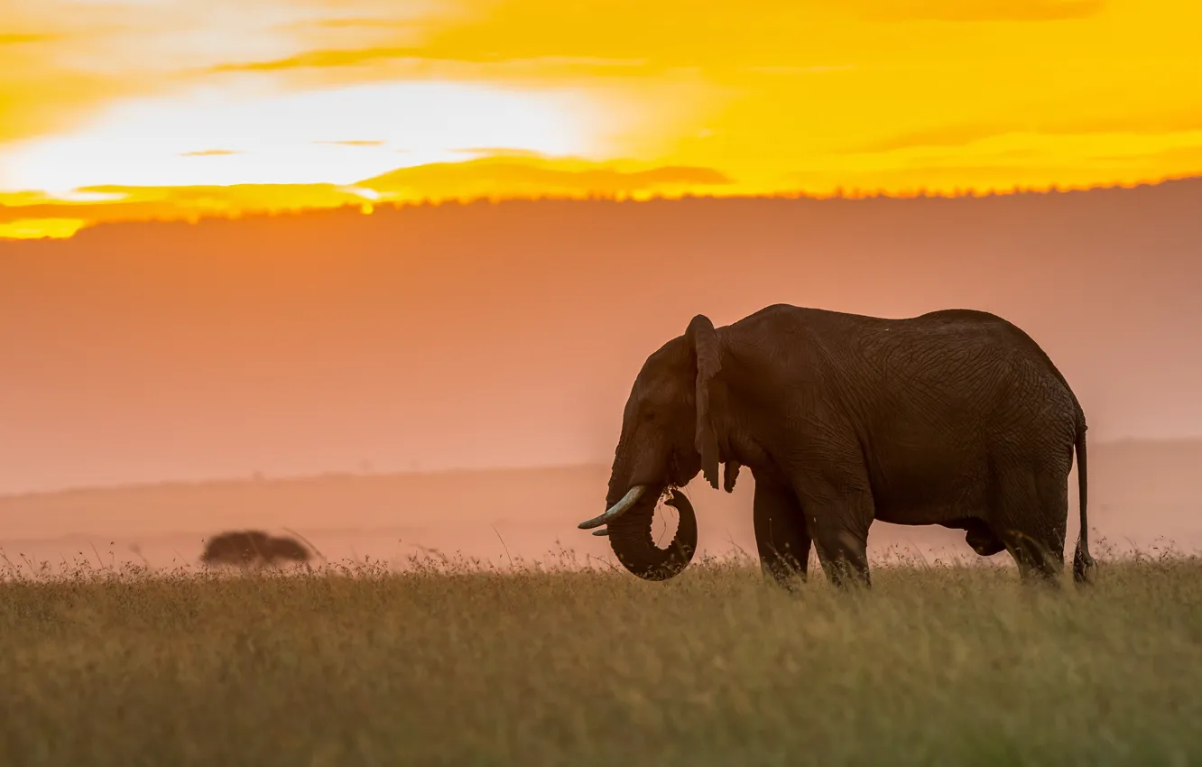 Photo wallpaper sunset, nature, elephant