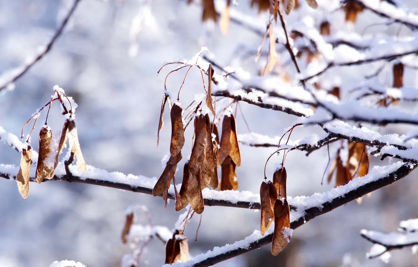 Photo wallpaper white, park, winter, snow, cold, twig
