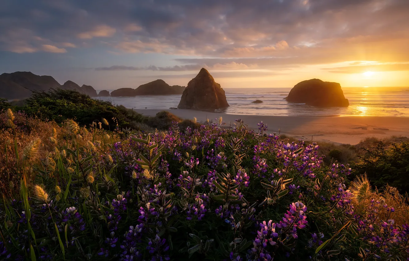 Photo wallpaper landscape, sunset, flowers, nature, the ocean, rocks, shore, Oregon
