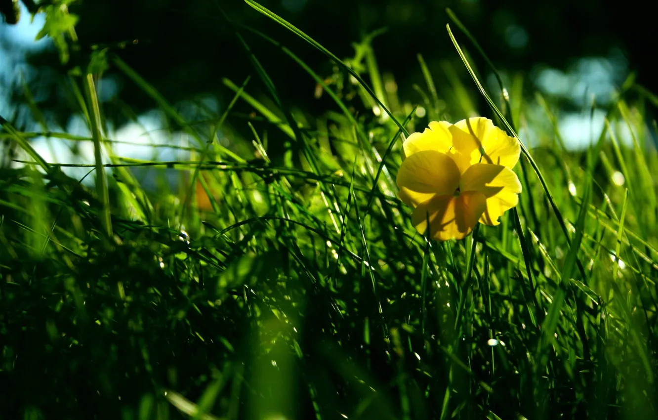 Photo wallpaper grass, flowers, green