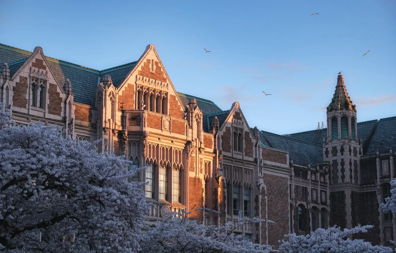 Photo wallpaper trees, the building, Seattle, architecture, flowering, Seattle, Washington State, Washington