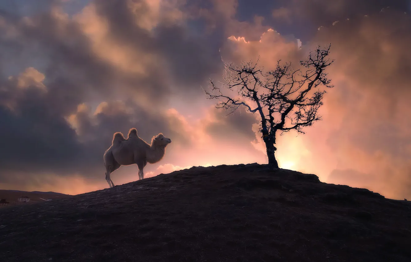 Photo wallpaper the sky, clouds, light, trees, sunset, branches, hills, the evening