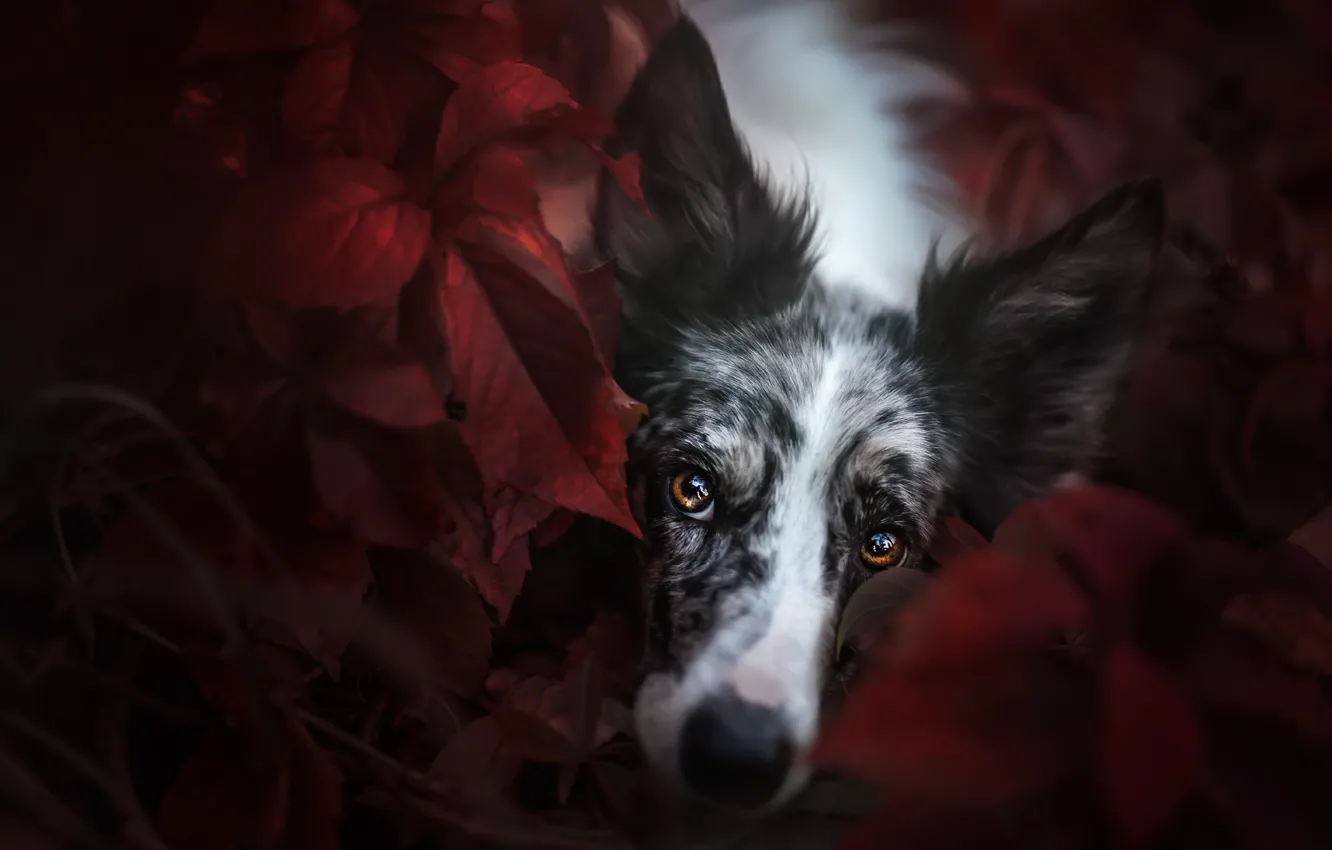 Photo wallpaper autumn, look, face, leaves, nature, the dark background, portrait, dog