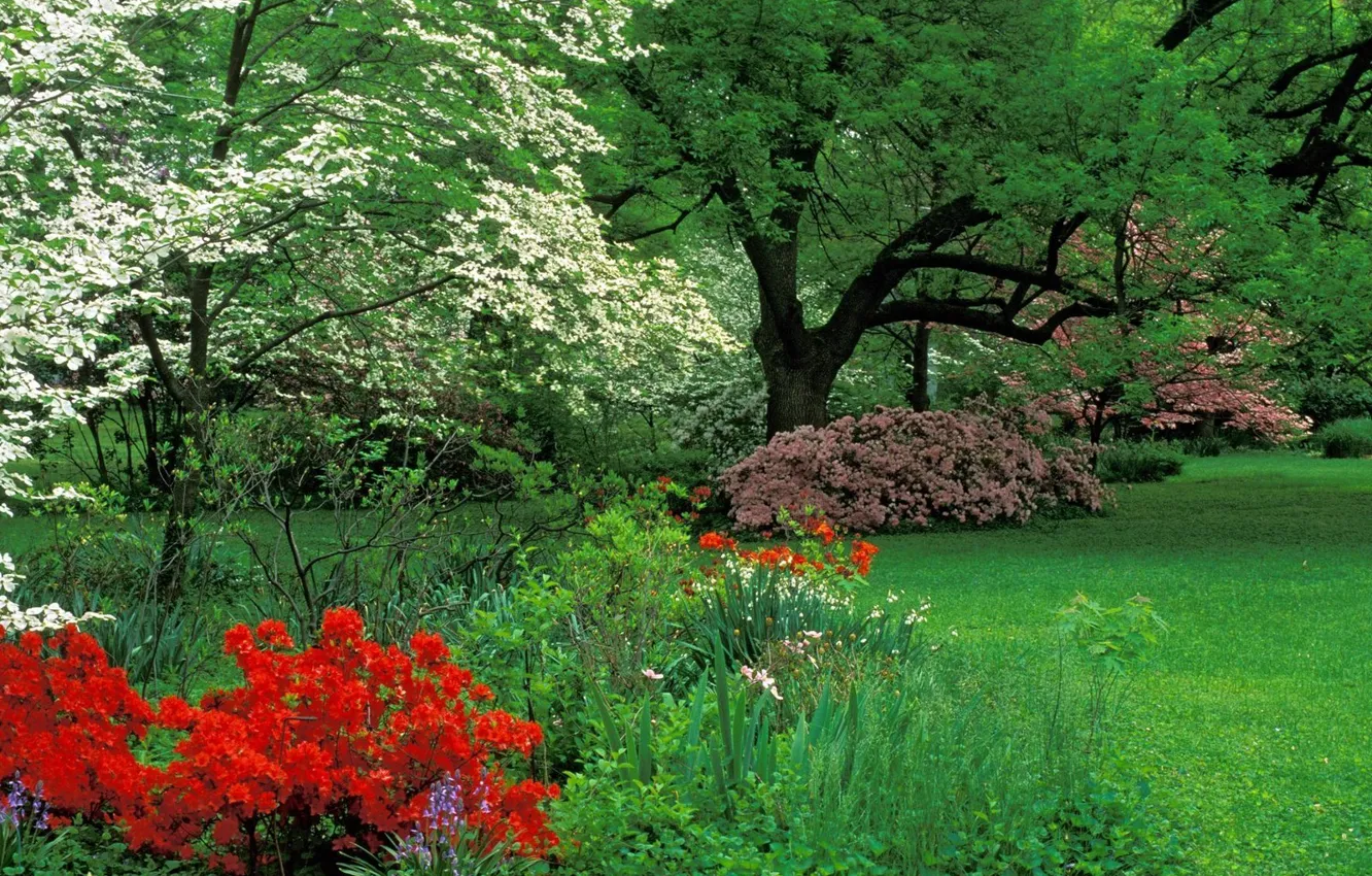 Photo wallpaper Kentucky, Louisville, Audubon Park, Azalea