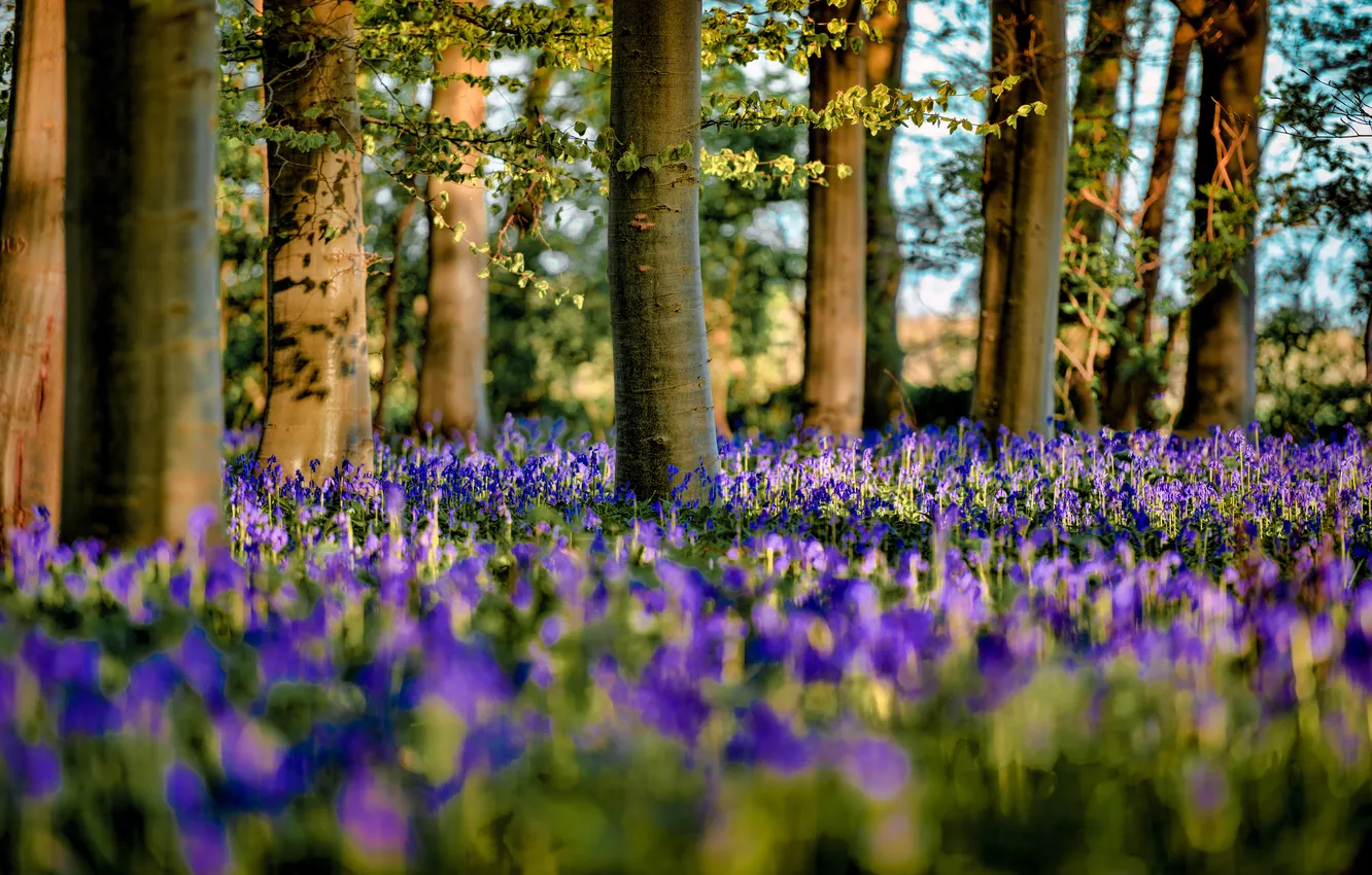 Photo wallpaper leaves, trees, flowers, branches, Blue flowers