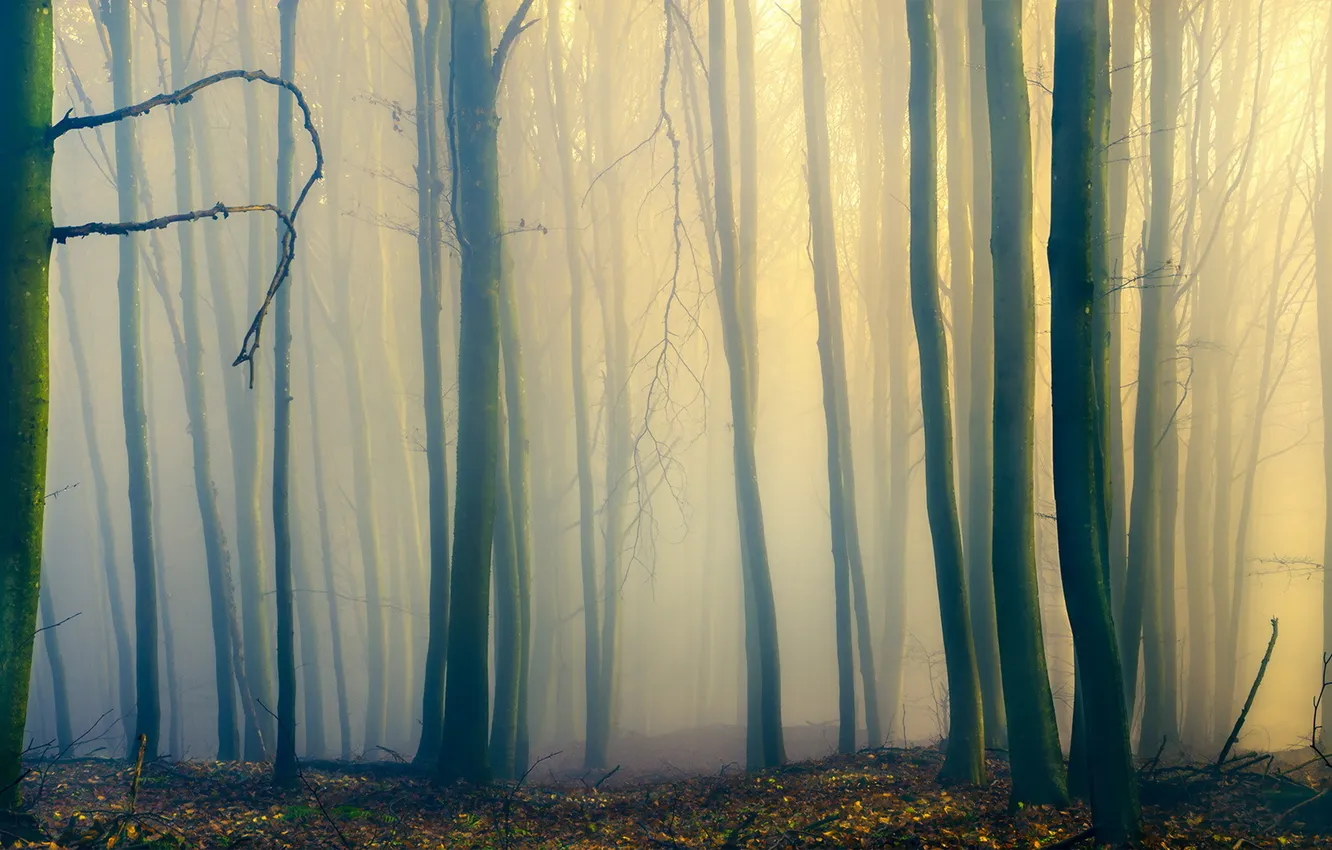 Photo wallpaper forest, nature, fog