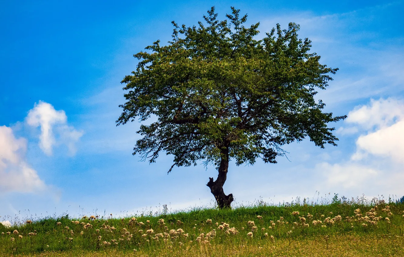 Photo wallpaper the sky, clouds, tree