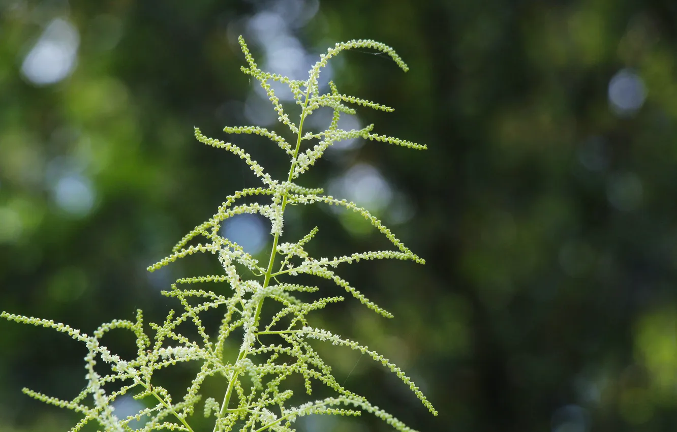 Photo wallpaper white, flower, twigs