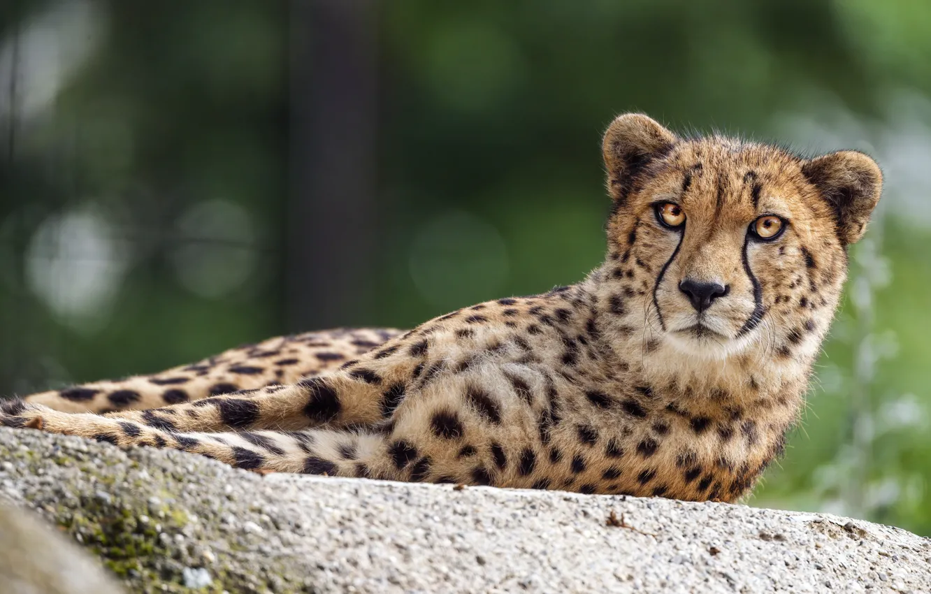 Photo wallpaper stay, Cheetah, lies