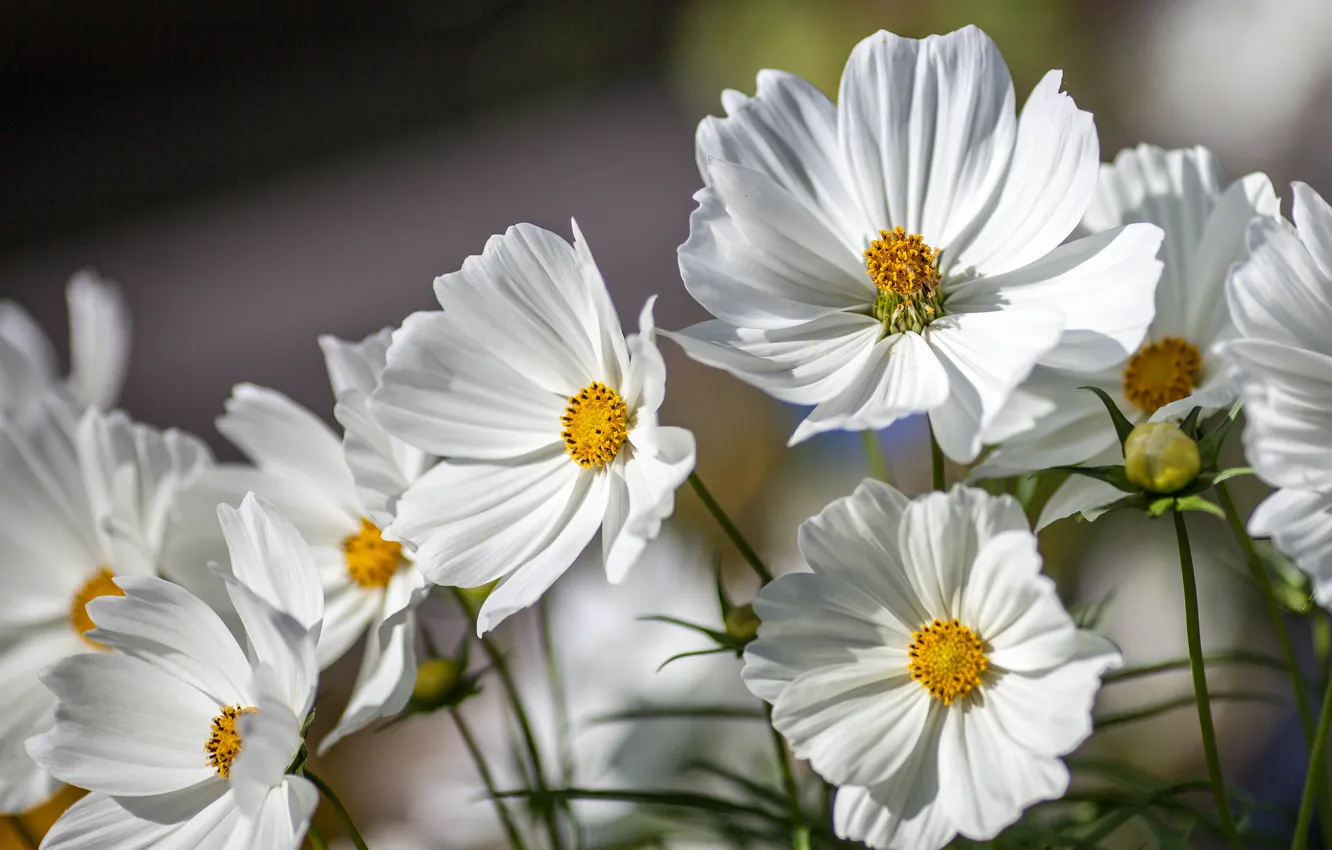 Photo wallpaper space, macro, kosmeya