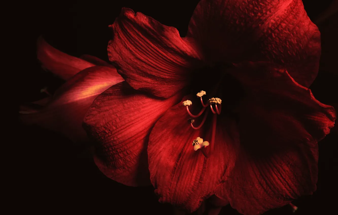 Photo wallpaper macro, red, petals, stamens, Amaryllis