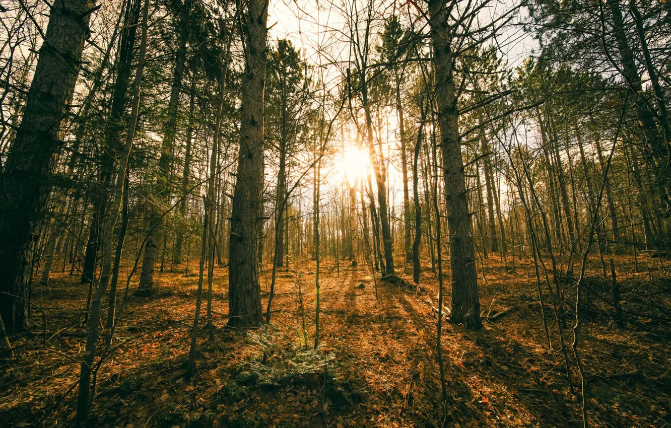 Photo wallpaper autumn, forest, trees