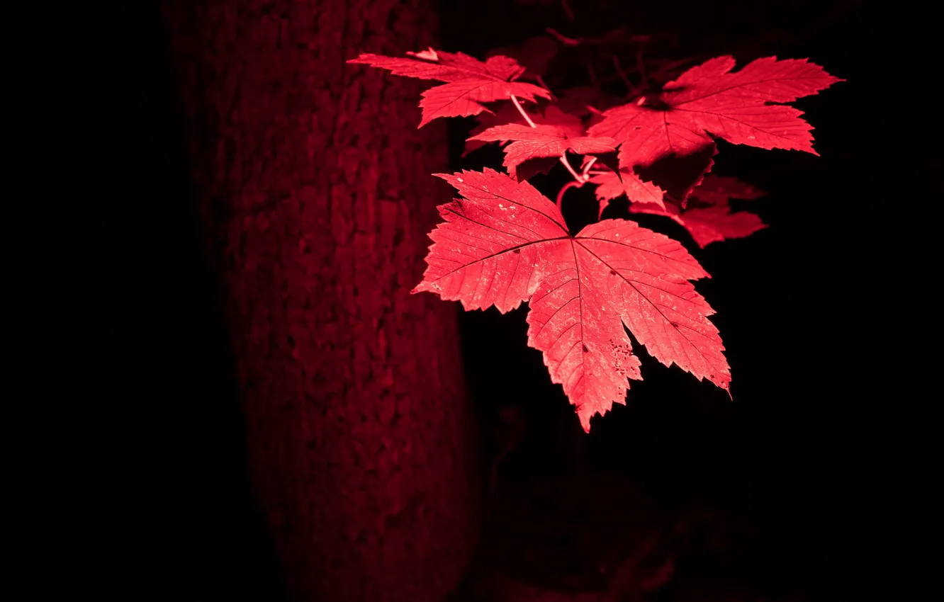 Photo wallpaper autumn, leaves, nature