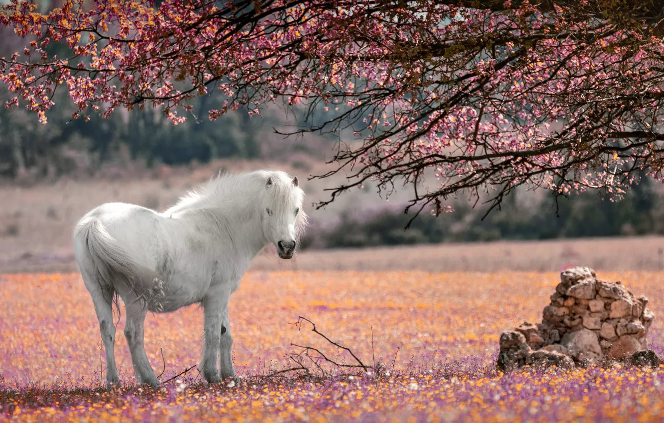 Photo wallpaper flowers, branches, tree, horse, white, flowering