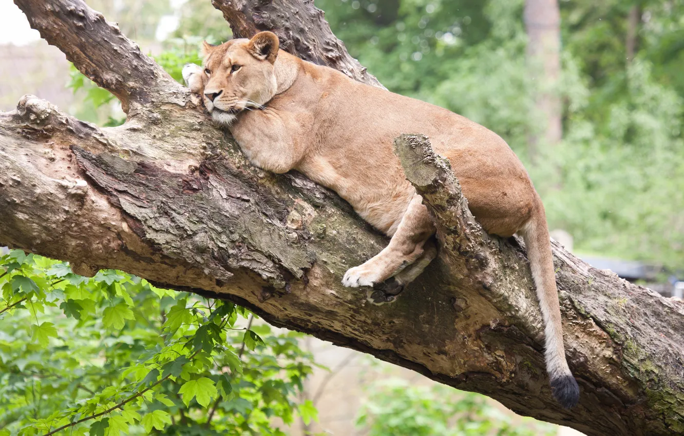 Photo wallpaper cat, tree, stay, lioness