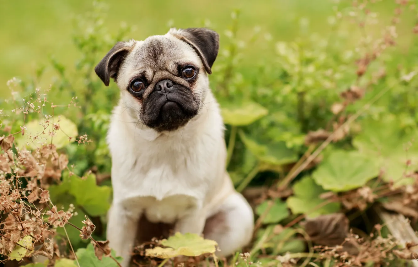 Photo wallpaper grass, look, pug, face, doggie, dog