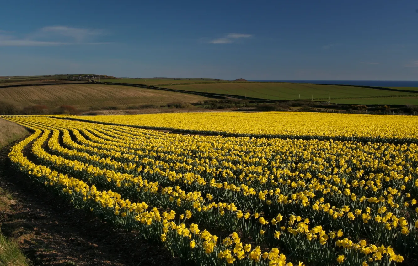 Photo wallpaper field, the sky, flowers, yellow, nature, hills, spring, dal
